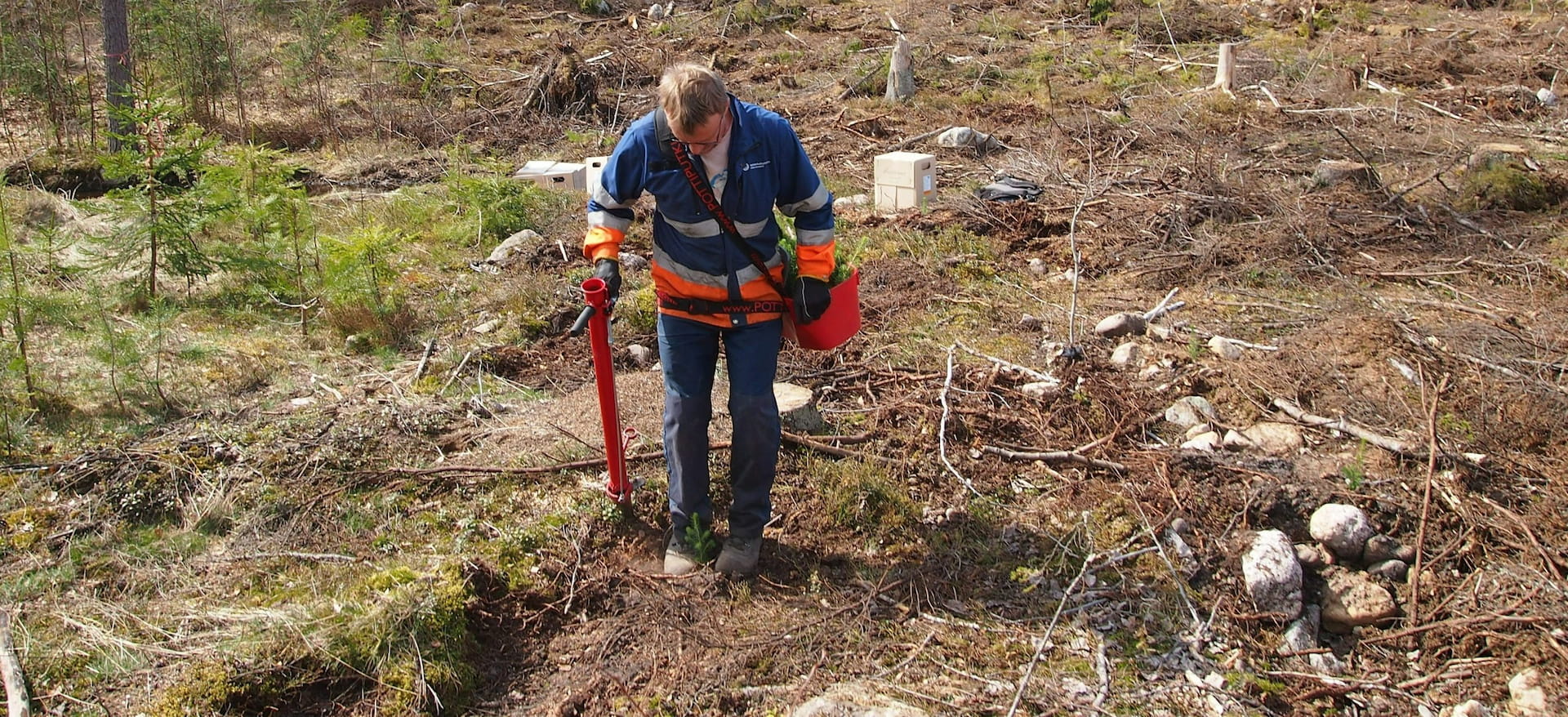 Metsän istutus