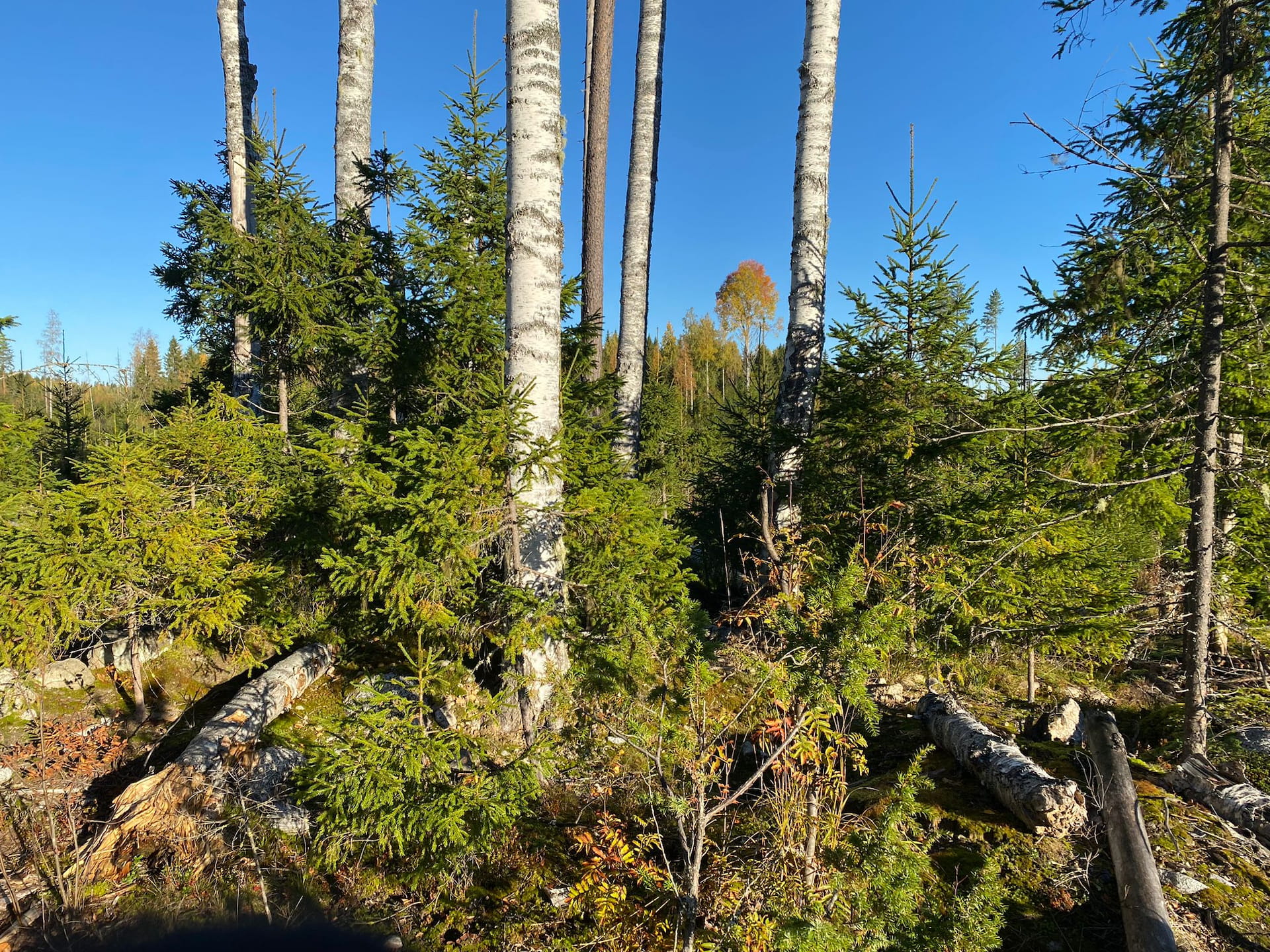 Matalan kynnyksen luonnonhoitolenkki talousmetsässä