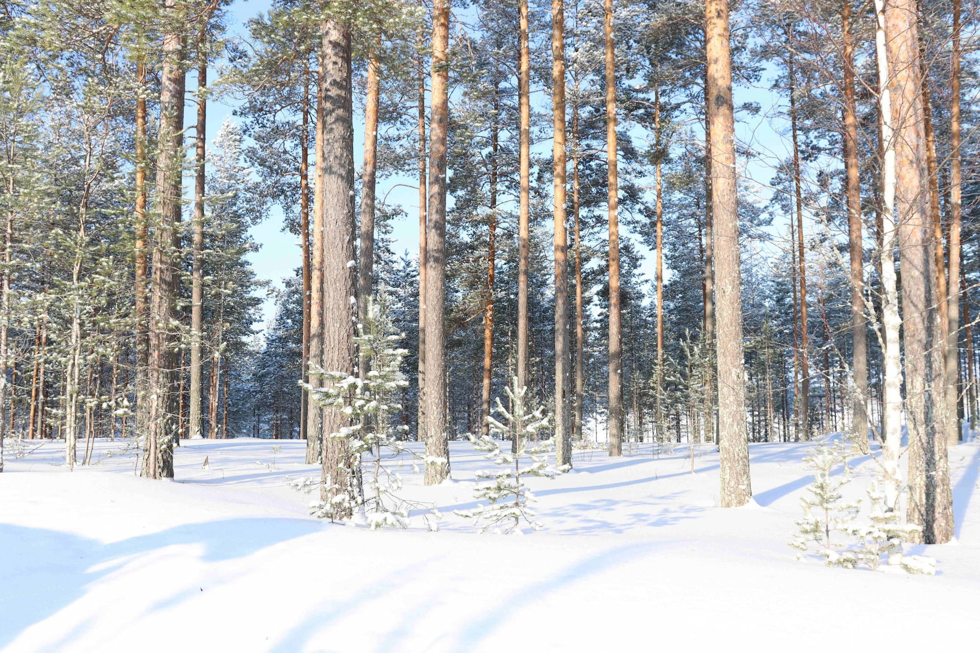 Perinteinen Metsäpäivä Vantaalla