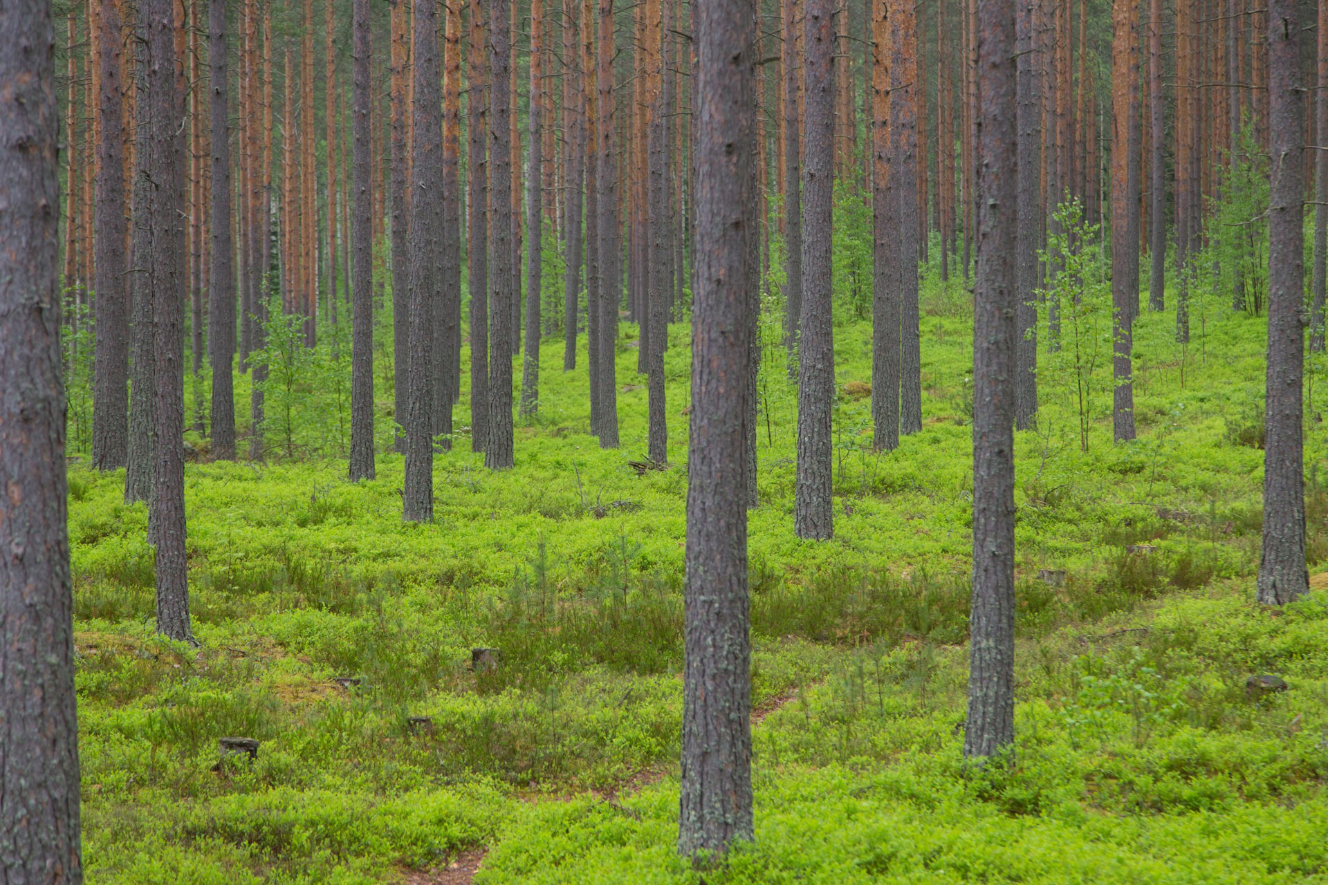 Lataa metsävero-opas