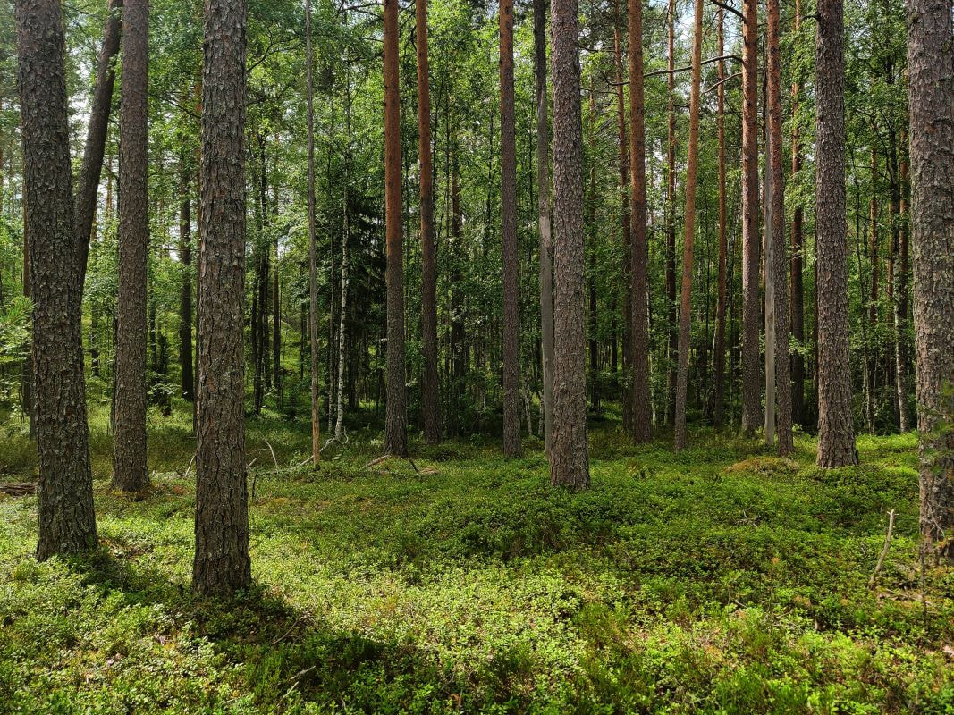 MHY Mänty-Saimaalle ISO 9001 ja ISO 14001 sertifikaatti