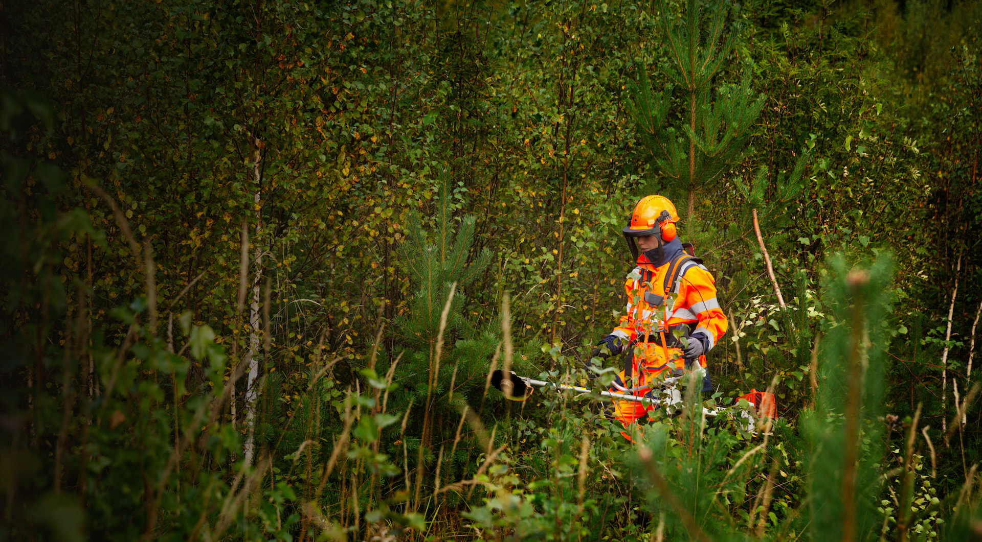Taimikonhoito on kannattava sijoitus metsän tulevaisuuteen