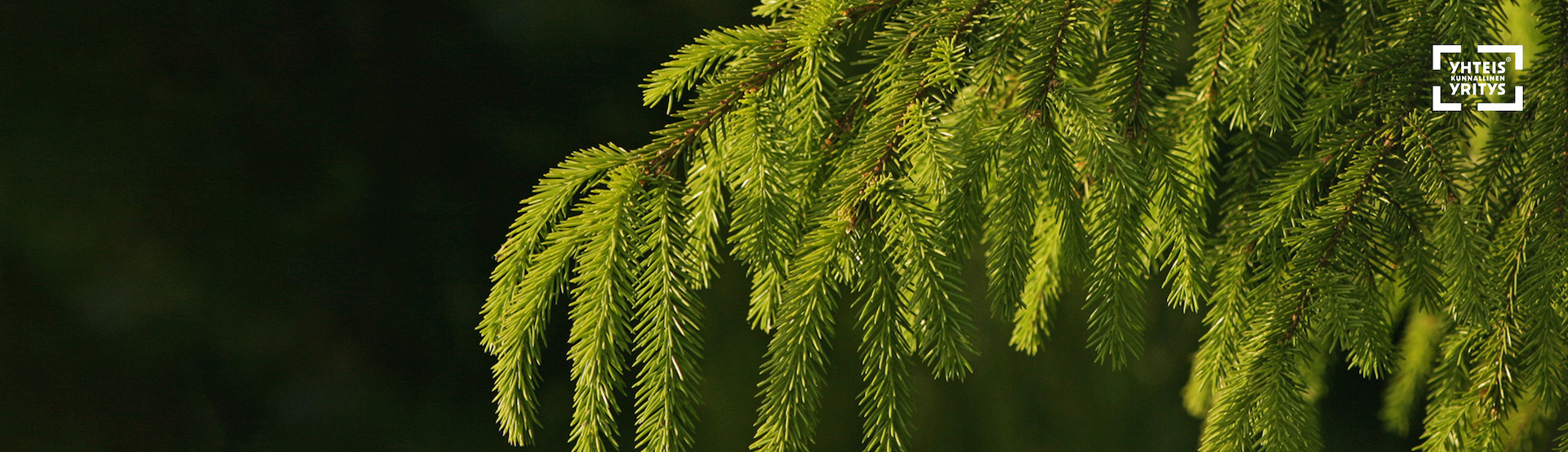 Oma metsäasiantuntijasi tuntee metsäsi